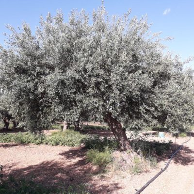 Azienda-Agricola-Villa-Ponte.jpg