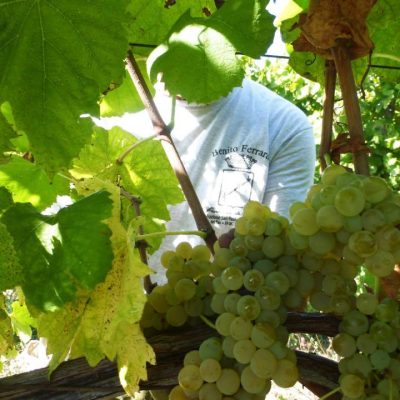 Azienda_Agricola_Benito_Ferrara.jpg