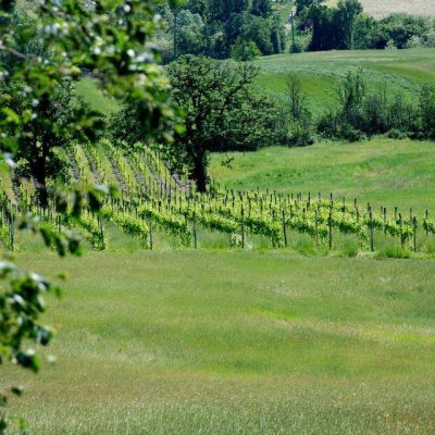 Azienda_Agricola_Collequercia.jpg