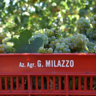 Azienda_Agricola_G_Milazzo.jpg