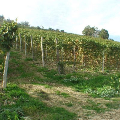 Bosco_Agostino_Winery.jpg