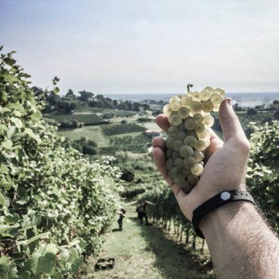 Cantina_Col_Dovigo.jpg