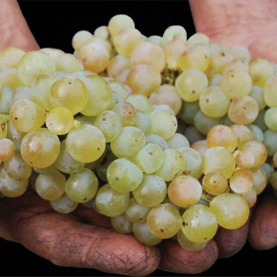 Cantina_Produttori_Erbaluce_di_Caluso.jpg