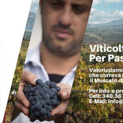 CantineViola.jpg