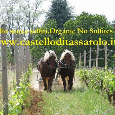Castello_di_Tassarolo_Azienda_Biodinamica.jpg