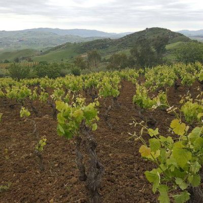 CastellucciMiano___Viticultura_di_Montagna.jpg