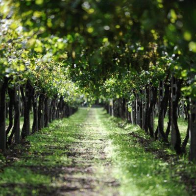 Cieck_Winery.jpg