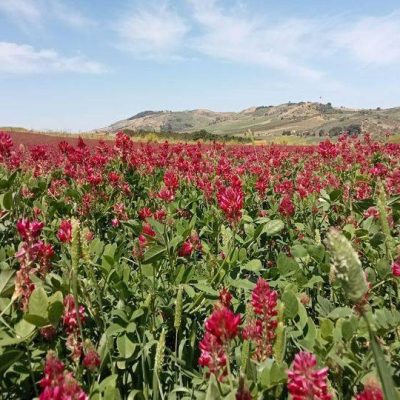Cooperativa_Agricola_Valdibella.jpg