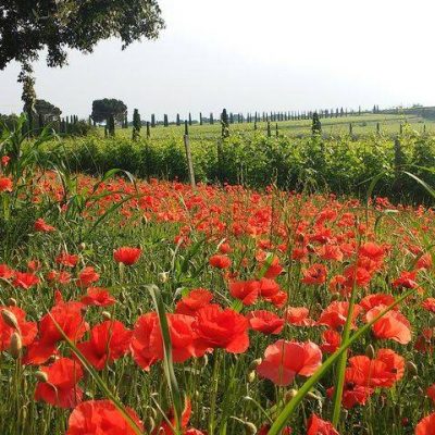 Le_Tende__Organic_Wines.jpg
