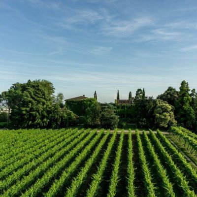 Le_Vigne_di_San_Pietro.jpg