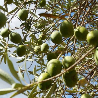 Olio-extravergine-di-oliva-TuttotondaExtra-virgin-olive-oil-Tuttotonda.jpg