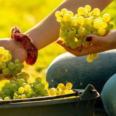 Perlage_Winery.jpg