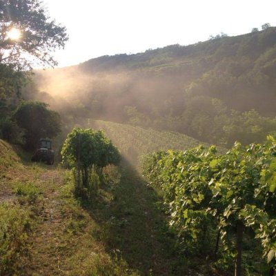 Vignale_di_Cecilia.jpg