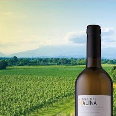 Vigne_del_Malina.jpg
