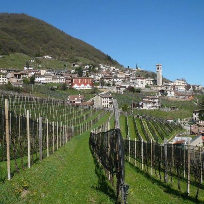 Vigneto_Vecio.jpg