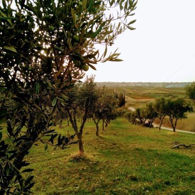 Zu-Federicu-AzAgrBio.jpg